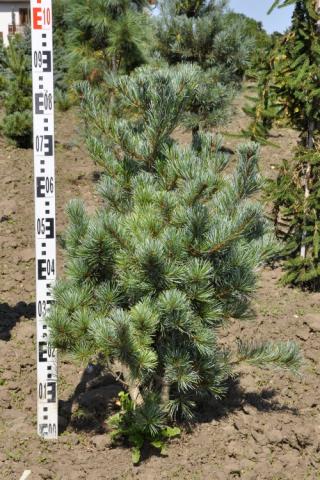 Pinus parviflora 'Negishii'